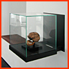  Schaedelvitrine